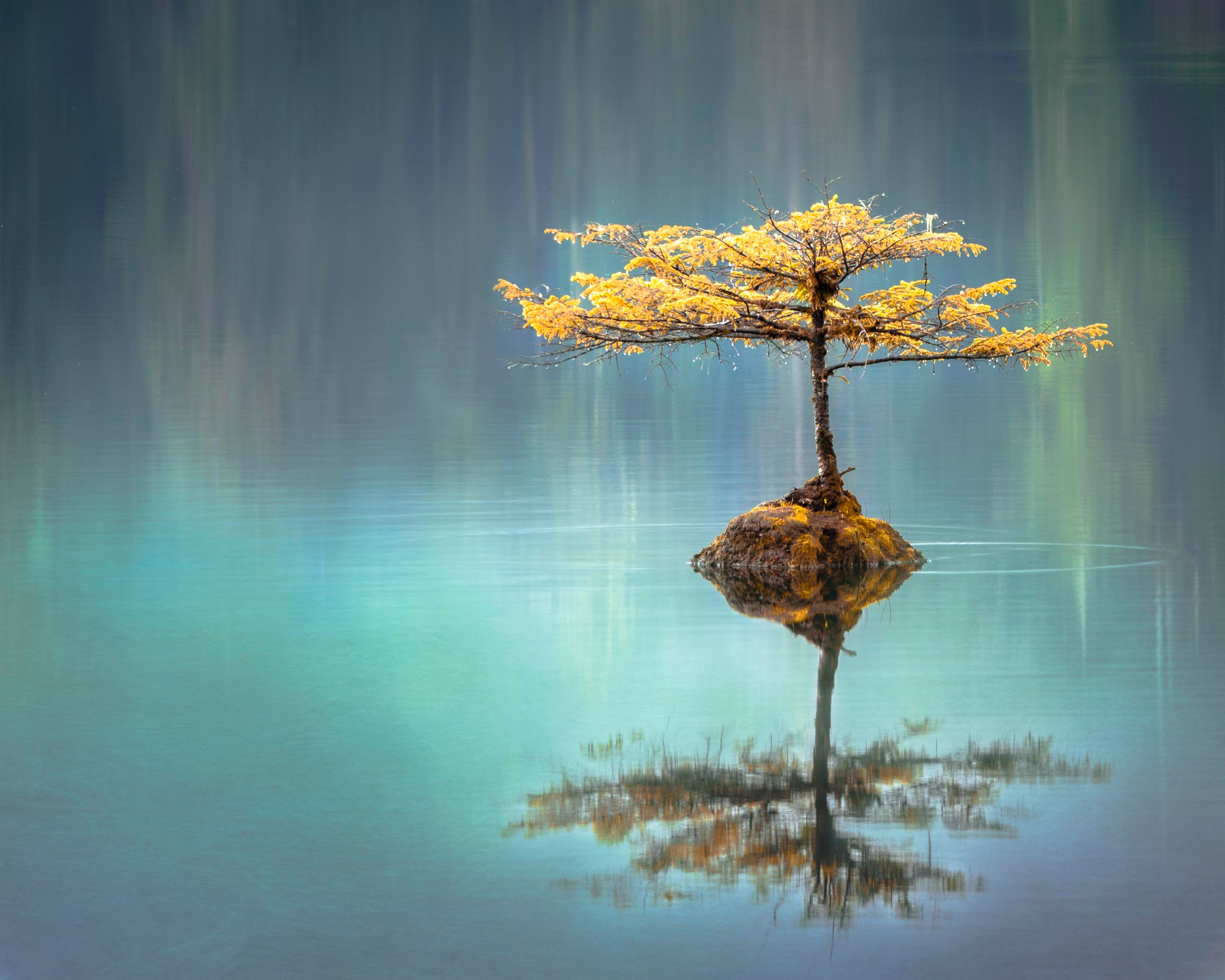 Signification de l'arbre de vie, à offrir en porte-clé cadeau.