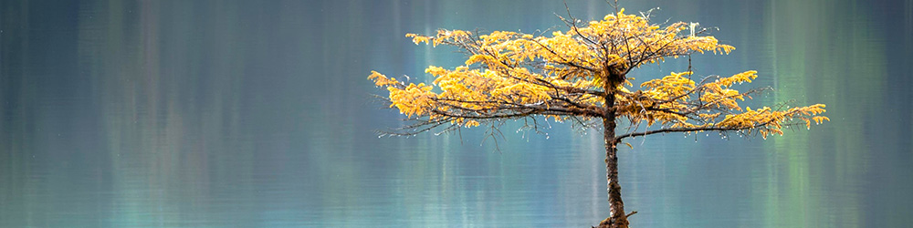 Porte Clés Arbre de Vie - Porte Clés porte bonheur